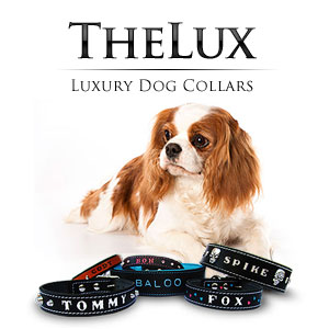 Collari di lusso artigianali e personalizzati per cani di piccola taglia